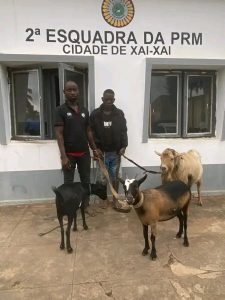 “Homem detido por roubo de cabritos na cidade de Xai-Xai”